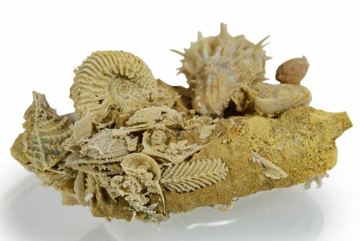 Miniature Fossil Cluster (Ammonites, Bivalves) - France #349339